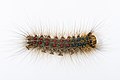 Lymantria dispar dispar caterpillar