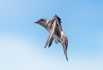 Une hirondelle noire freinant son vol. (définition réelle 3 455 × 2 358)