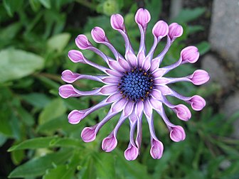 Une marguerite cultivar « Pink whirls » (Osteospermum). (définition réelle 3 072 × 2 304*)