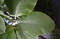 Göttingen, leaves upper side