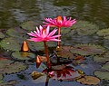 Nymphaea pubescens