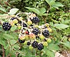 Brombeeren