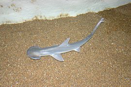 Bonnethead shark (Sphyrna tiburo).