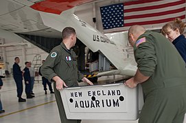 The aquarium working with the United States Coast Guard to transport endangered sea turtles.