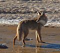 Canis latrans mearnsi (cat.)