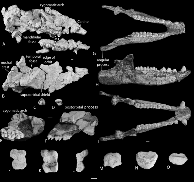 File:Cranial elements of anthracobunids.png