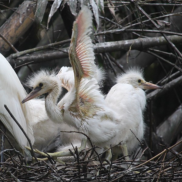 File:Egretta garzetta (juvenile s3).jpg