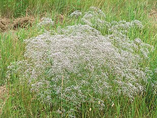 <center>Gypsophila paniculata</center>