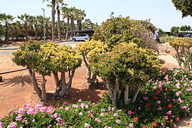 Puerto del Rosario - airport - Crassula ovata 01 ies.jpg