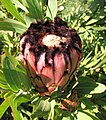 Protea neriifolia