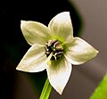 Typical Capsicum annuum flower, Royal Embers