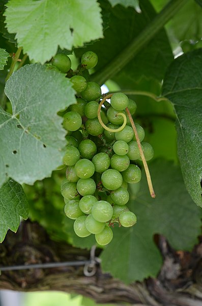 File:Traminette grapes on the vine.jpg