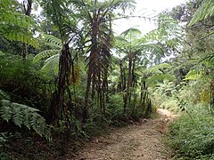 Tropical lowland forest Mount Tapulao.jpg