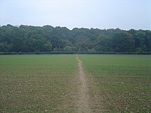 Prairie devant une forêt