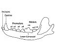 Image 60A wolf mandible diagram showing the names and positions of the teeth (from Dog anatomy)