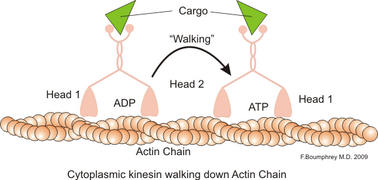 Actin kinesin walking.png