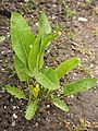 Young plant, cultivated, Poland