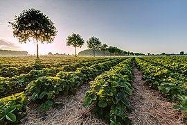 Strawberry field in North Rhine-Westphalia, Germany