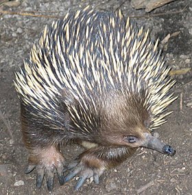 Tachyglossus aculeatus