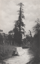 In the 1870s, by Carleton Watkins; the tree's earliest known photograph.[47] The left trunk would fall.