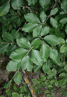 Orientalsk Bøg (Fagus sylvatica subsp. orientalis) Foto: Franz Xaver