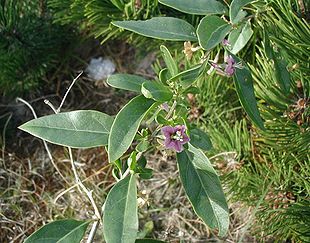 Almindelig Bukketorn (Lycium barbarum).