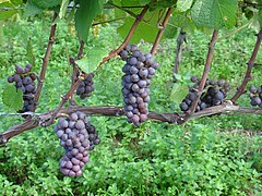 Grappes de pinot gris G.