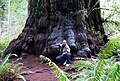 Image 46Redwood tree in northern California redwood forest, where many redwood trees are managed for preservation and longevity, rather than being harvested for wood production (from Forest)