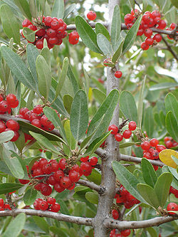 Elaeagnus montana