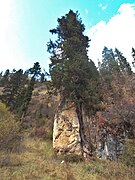 恋松岩 - Spruce in rock - 2011.10 - panoramio.jpg