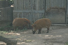 Milwaukee County Zoo August 2022 029 (red river hogs).jpg