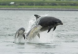 Arroaz, Tursiops truncatus