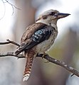 Pound Bend, Warrandyte, Victoria