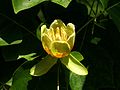 Flower of Liriodendron at Rheinpark Cologne