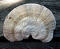 Trametes pubescens