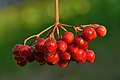 Viburnum opulus