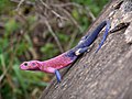 Image 49Mwanza flat-headed rock agama