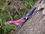 Agama Mwanzae English: Flat-Headed Rock Agama Deutsch: Siedleragame