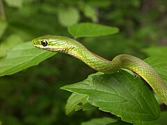 Bel exemple d'homochromie, la couleuvre Opheodrys aestivus a une couleur de fond verte presque unie.