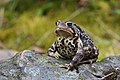 Image 15 American Toad Photo: Simon Pierre Barrette The Eastern American Toad (Bufo americanus americanus) is a common subspecies of toad found throughout the eastern United States and Canada. It typically grows to 5–9 cm (2.0–3.5 in), with varying skin color and pattern depending on its environment. Its skin secretes bufotoxin, which is mildly poisonous to humans. More selected pictures