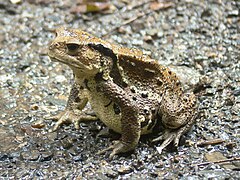 Description de l'image Bufo torrenticola.jpg.