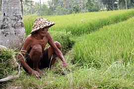 Indonesian farmer