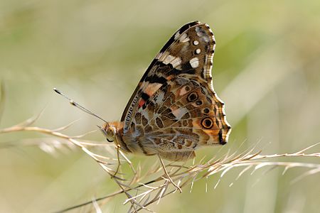 Vanessa cardui (Painted Lady)