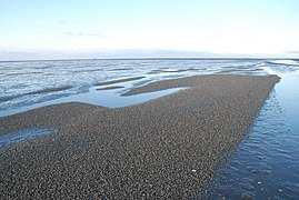 Lit de coques de Texel aux Pays-Bas.