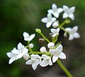 Galium uliginosum - Kleverig walstro