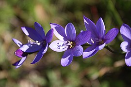 Geissorhiza aspera