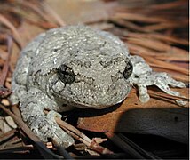 Hyla versicolor