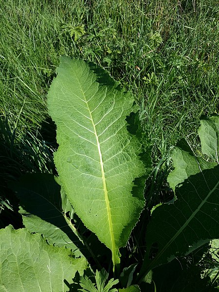 File:Inula helenium sl39.jpg