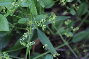 Rubia tinctorum