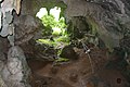 Leang Tedongnge cave